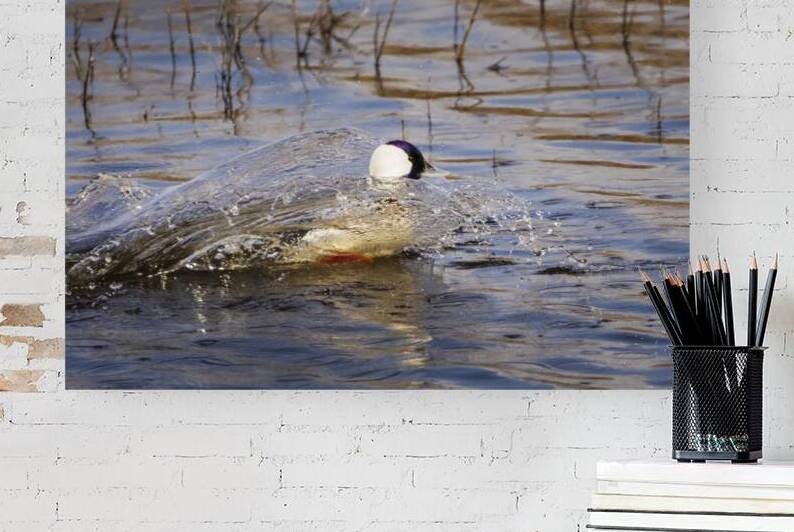 Bufflehead Action - Lower Klamath Wildlife Refuge - Tulelake CA by Mike Lee