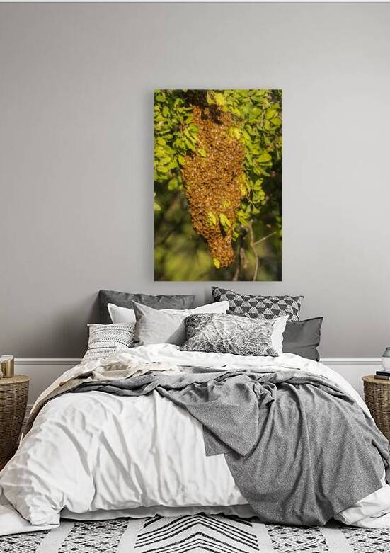 Honey Bee Swarm in a Blue Oak - Shasta County California by Mike Lee