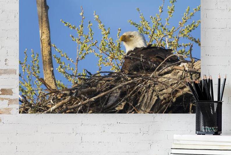 Grumpy Bald Eagle Nesting at Lower Klamath Wildlife Refuge by Mike Lee