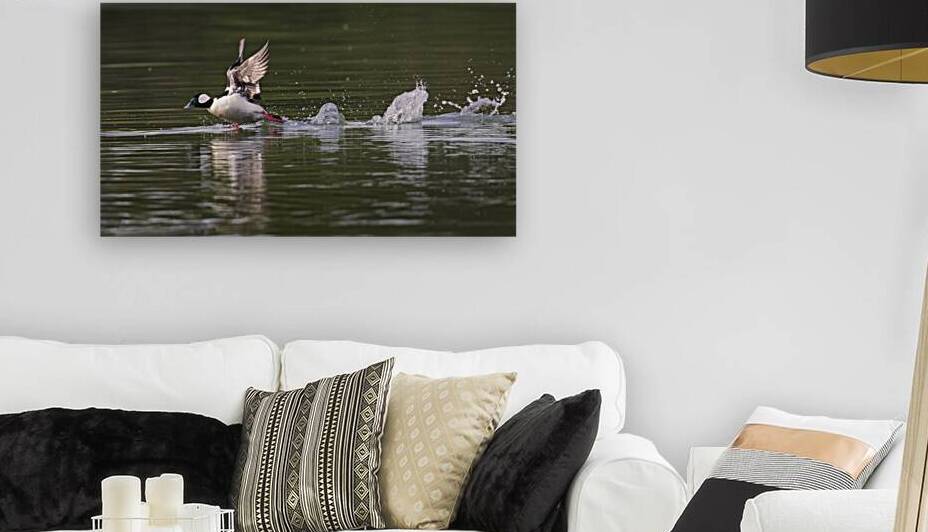Bufflehead Drake Take Off on the Sacramento River by Mike Lee