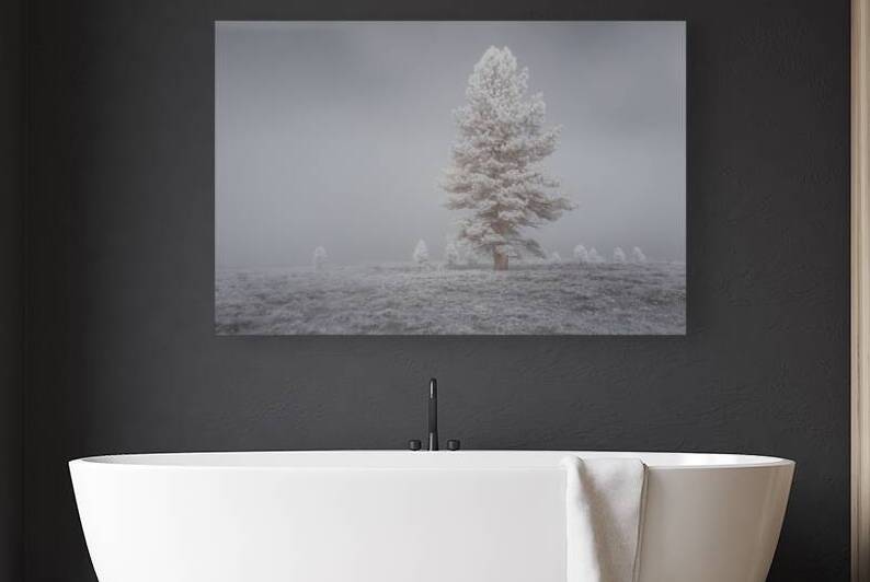 Frosty Pine in the Fog - Kyburz Flat - Near Truckee California by Mike Lee