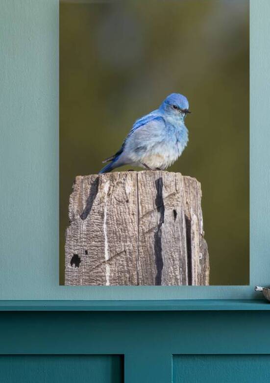 Mountain Bluebird on a Weathered Post - Sierra County California by Mike Lee