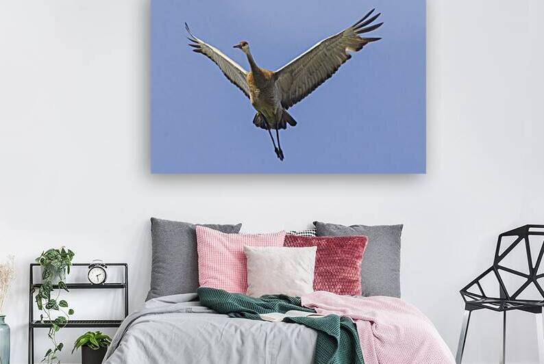 Rib Eye of the Sky - Sandhill Crane in Sierra County California by Mike Lee