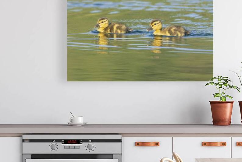 Cuteness Overload  - Mallard ducklings in Bucks Lake  by Mike Lee