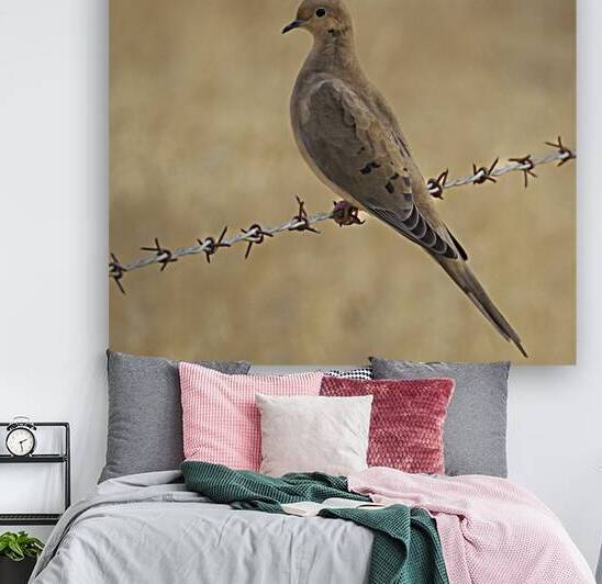 Dove on a Wire - Shasta County Califonria by Mike Lee