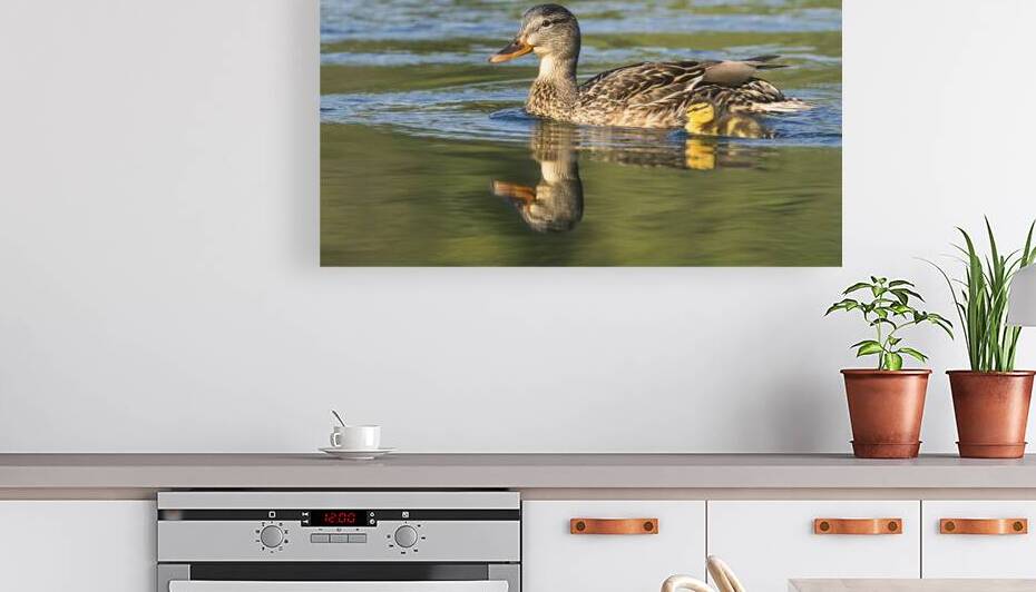 Mallard Hen and Duckling   Bucks Lake   Plumas County CA by Mike Lee