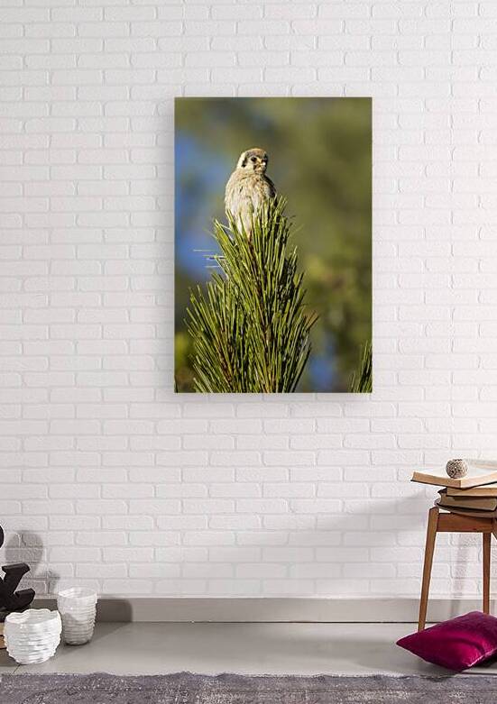 Kestrel Portrait in Golden Light   Lassen County California by Mike Lee