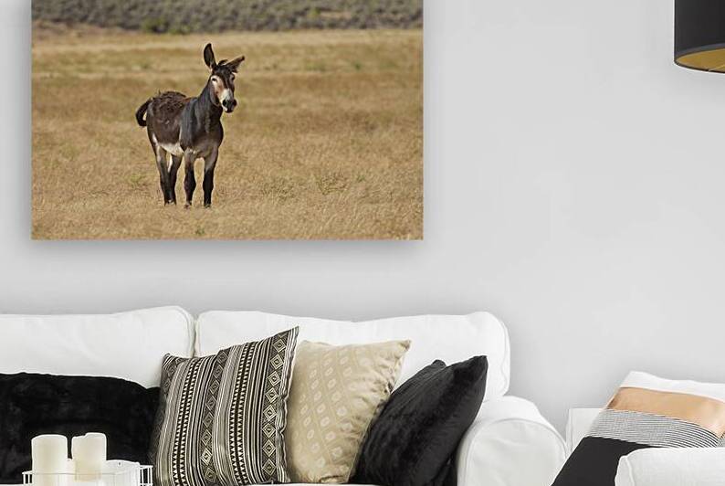 Jack Burro Posturing  - Smoke Creek Desert  - Lassen County CA by Mike Lee