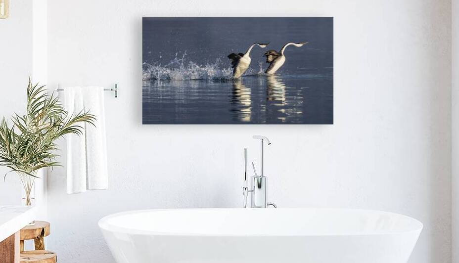 The Rush is On - Rushing Grebes at Eagle Lake - Lassen County California by Mike Lee