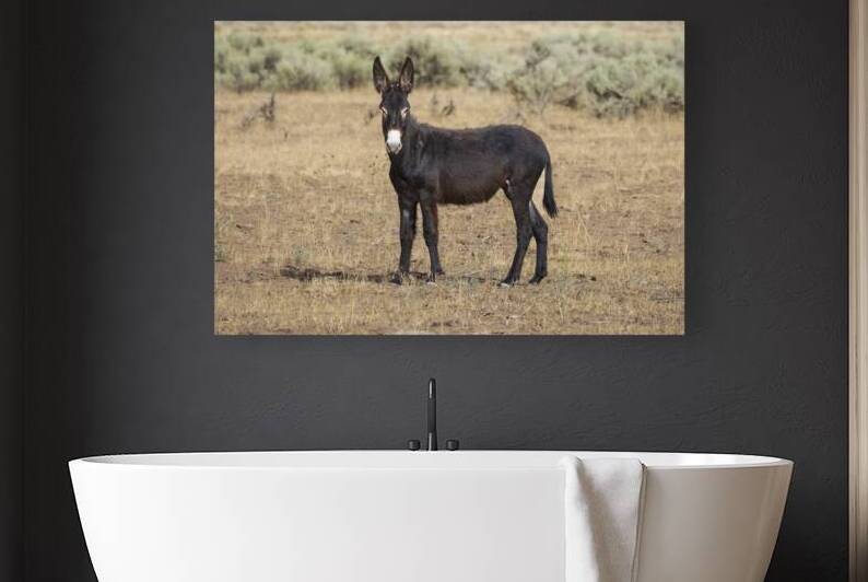 Burro Yearling in the Smoke Creek Desert   Lassen County California by Mike Lee