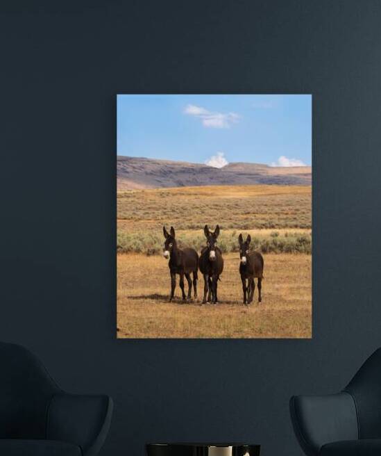 3 Curious Burros  - Smoke Creek Desert   - Lassen County California by Mike Lee
