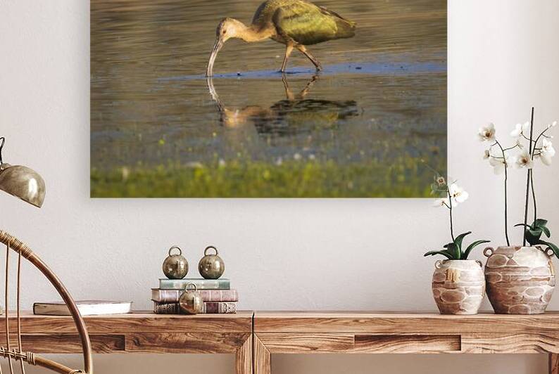 White Faced Ibis Looking for Breakfast - Lassen County California by Mike Lee
