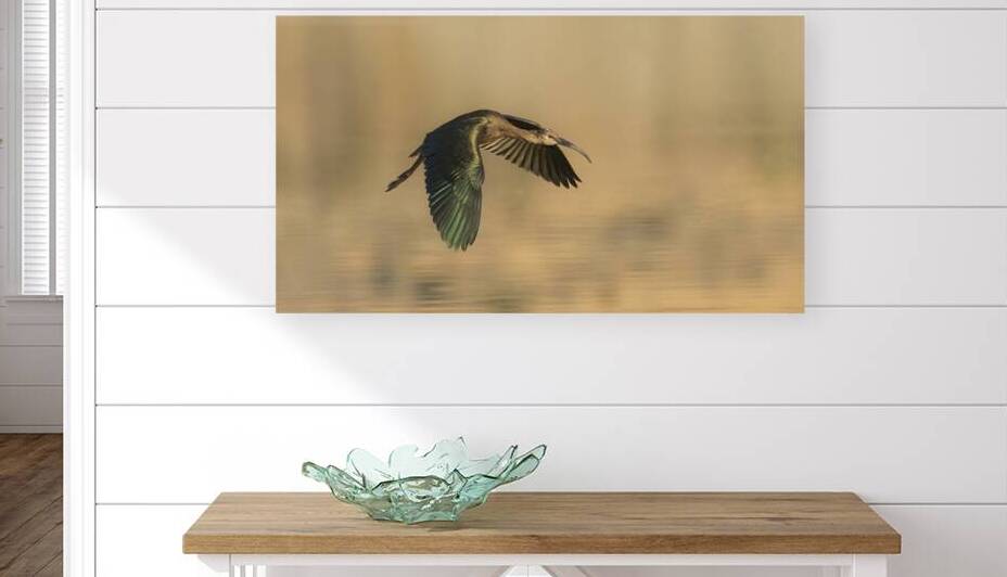 White Faced Ibis in Flight  - Lassen County California by Mike Lee
