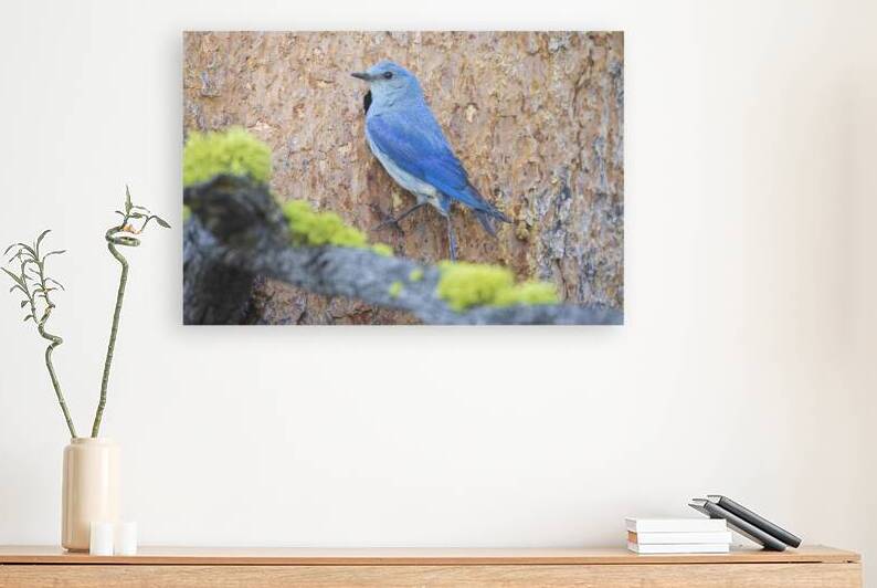 Male Mountain Bluebird at the nest   Sierra County California by Mike Lee