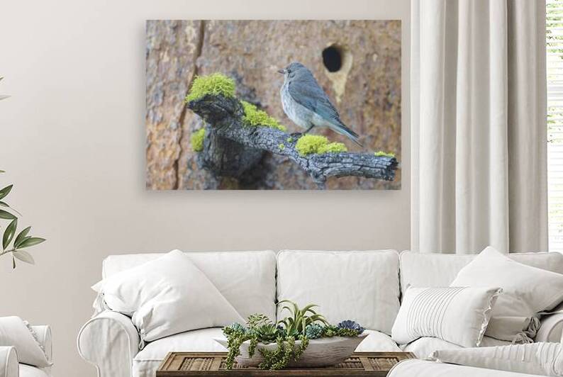 Female Mountain Bluebird on Mossy Branch – Sierra County California by Mike Lee