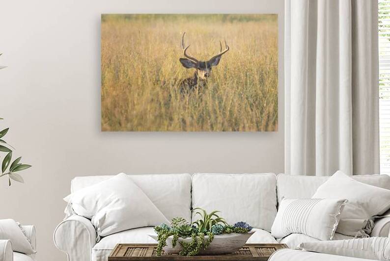 Morning Muley  - Lassen County California by Mike Lee