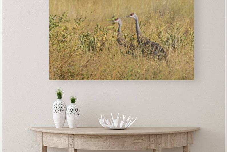 Sandhill Crane Pair in Golden Light - Lassen County California by Mike Lee