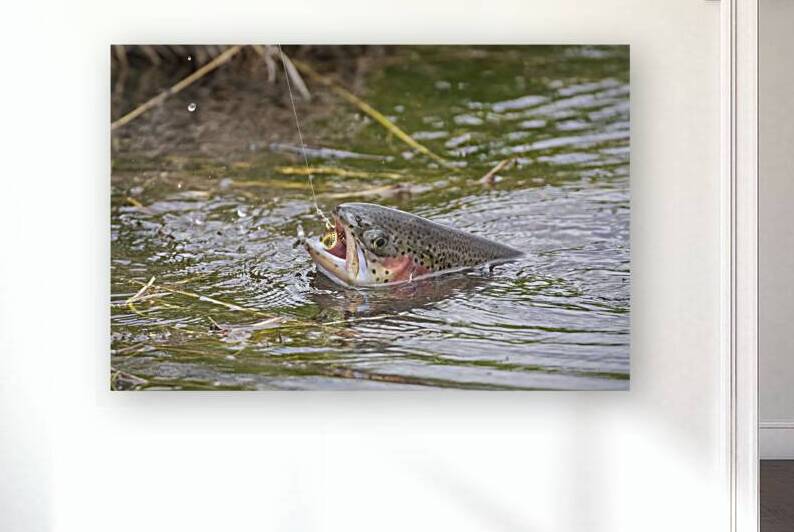 Baum Lake Rainbow - Trout   Shasta County California by Mike Lee