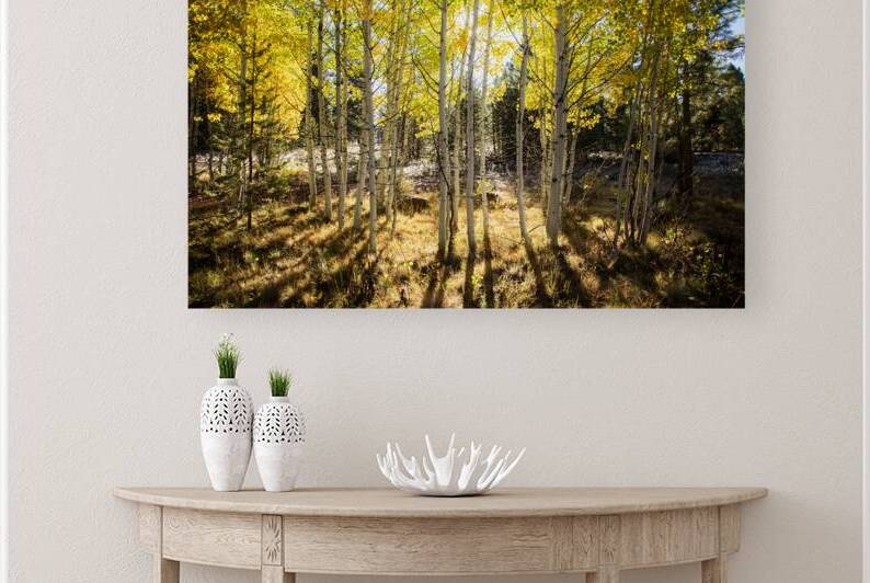 Golden Aspen Grove at Bogard Flats - Lassen County California by Mike Lee