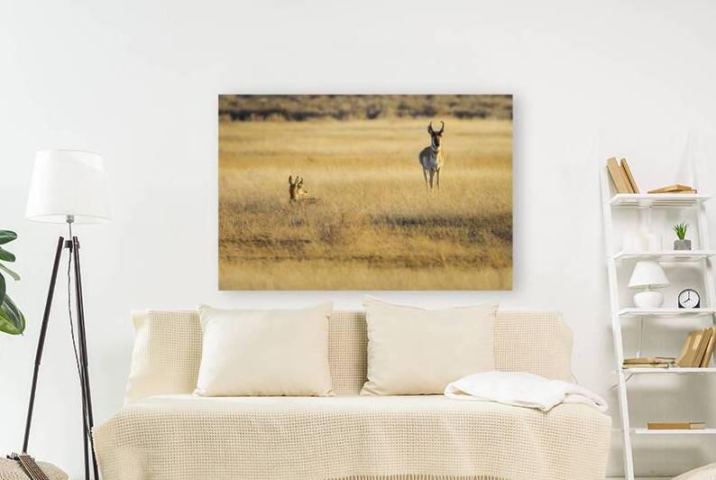 Ill Take the first Watch - Pronghorn Bucks - Lassen County California by Mike Lee