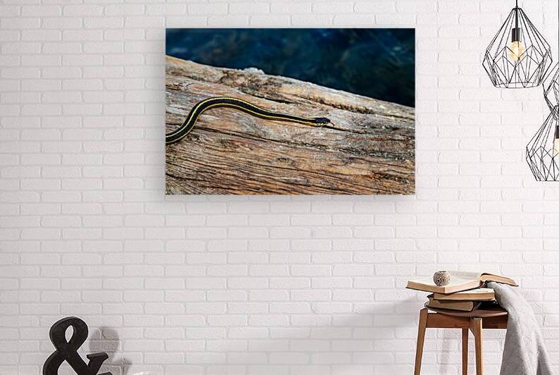 Natures Racing Stripes - Western Terrestrial Garter Snake at Crater Lake in northern CA by Mike Lee