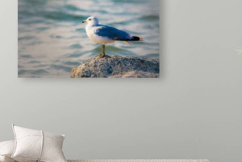California Dreaming - California Gull at Eagle Lake in Lassen County CA by Mike Lee