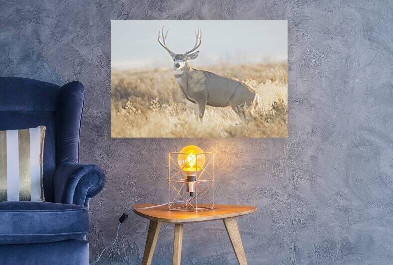 Like a Boss - Mule Deer Buck in Lassen County California by Mike Lee