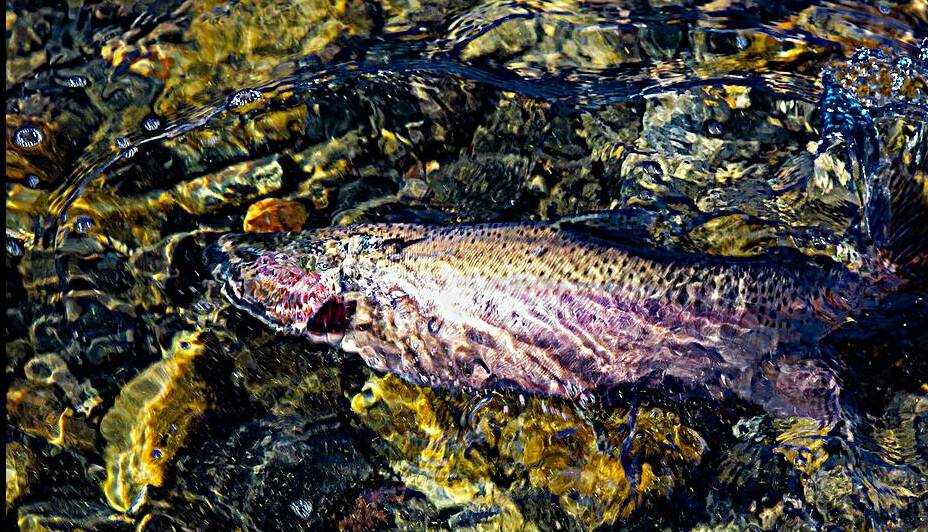 To Fight Another Day - Rainbow Trout - Eagle Lake - Lassen County California by Mike Lee