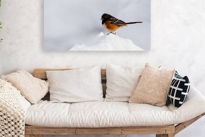 Towhee in Snow - Lassen County California by Mike Lee