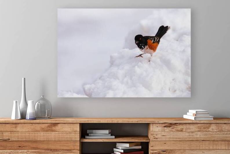 Digging For Breakfast - Spotted Towhee - Lassen County California by Mike Lee
