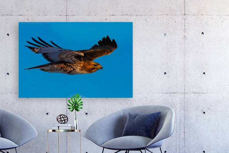 Soaring Free - Red Tail Hawk in Flight - Lassen County California by Mike Lee