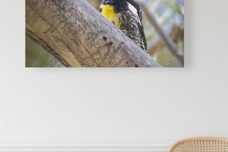 Williamsons Sapsucker on a Branch - Sierra County California by Mike Lee