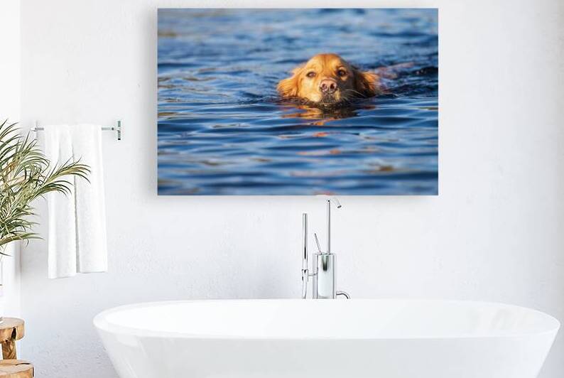 Swimming Golden by Mike Lee