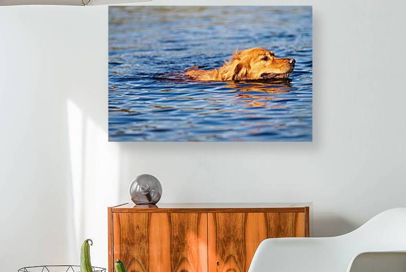 Swimming Golden 2 by Mike Lee