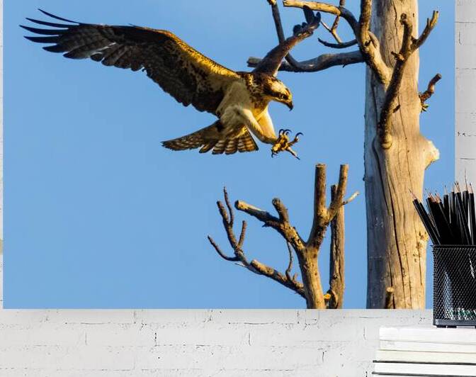 Final Approach - Osprey Landing in a Snag - Plumas County California by Mike Lee