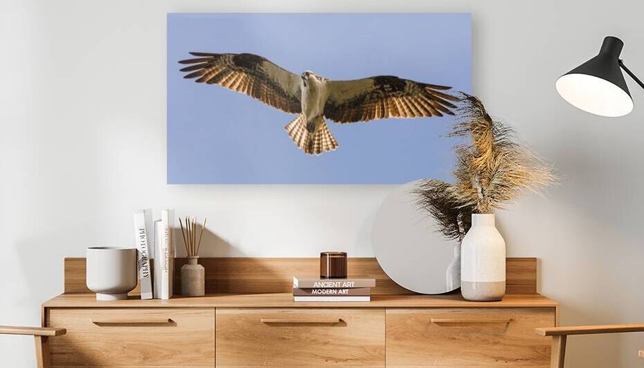 Intense Gaze - Osprey over Baum Lake - Shasta County California by Mike Lee