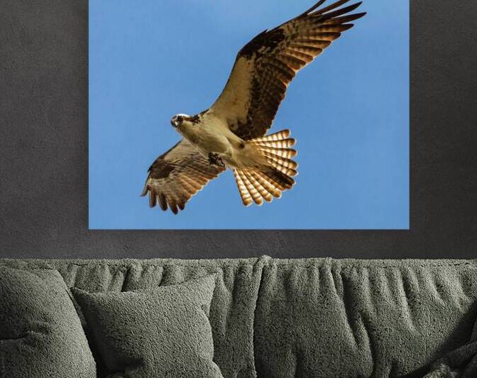 Shooting a Glance - Osprey over Baum Lake - Shasta County California by Mike Lee