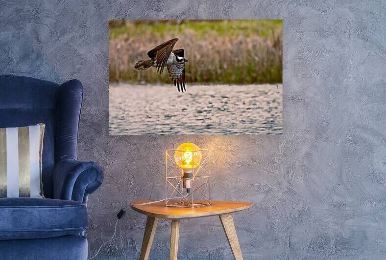Damp Fly By - Wet Osprey in Flight over Baum Lake - Shasta County California by Mike Lee