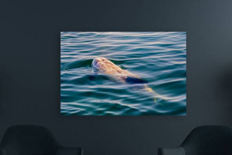 Breathe - Rissos Dolphin in Monterrey Bay California by Mike Lee