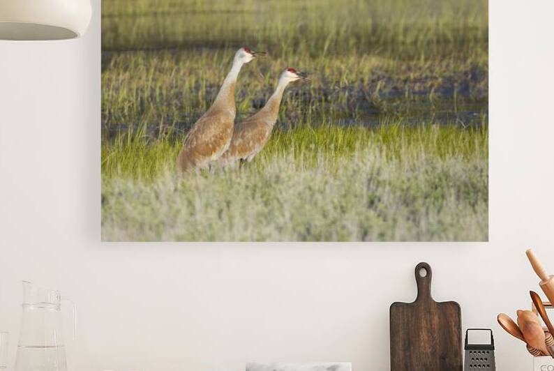 Sandhill Crane Pair at Kyburz Flat - Sierra County California by Mike Lee