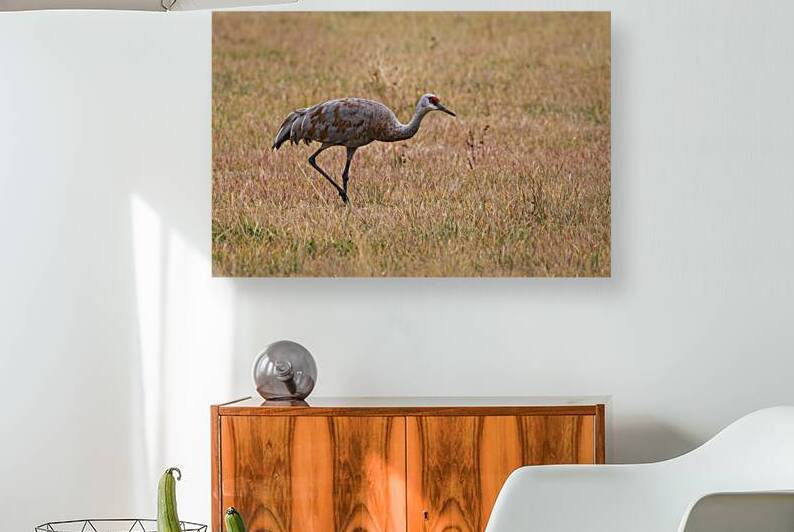 Sandhill Crane in the Willow Creek Valley - Lassen County California by Mike Lee