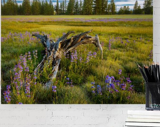 Driftwood and Lupines - Hog Flat - Lassen County California by Mike Lee