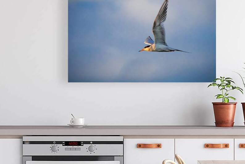 Tern In Flight - Forsters Tern at Eagle Lake - Lassen County California by Mike Lee