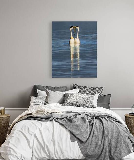 Weed Ceremony - Western Grebes at Eagle Lake - Lassen County California by Mike Lee