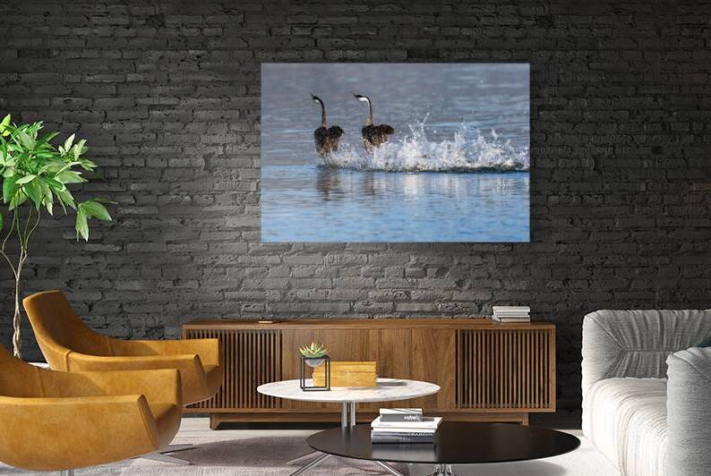Rushing Grebes - Eagle Lake - Lassen County California by Mike Lee