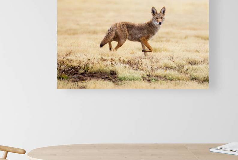 F8 and Be There - Coyote on McCoy Flat - Lassen County California by Mike Lee