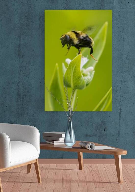 Buzz Buzz - Bumble Bee on a Flower - Shasta County California by Mike Lee