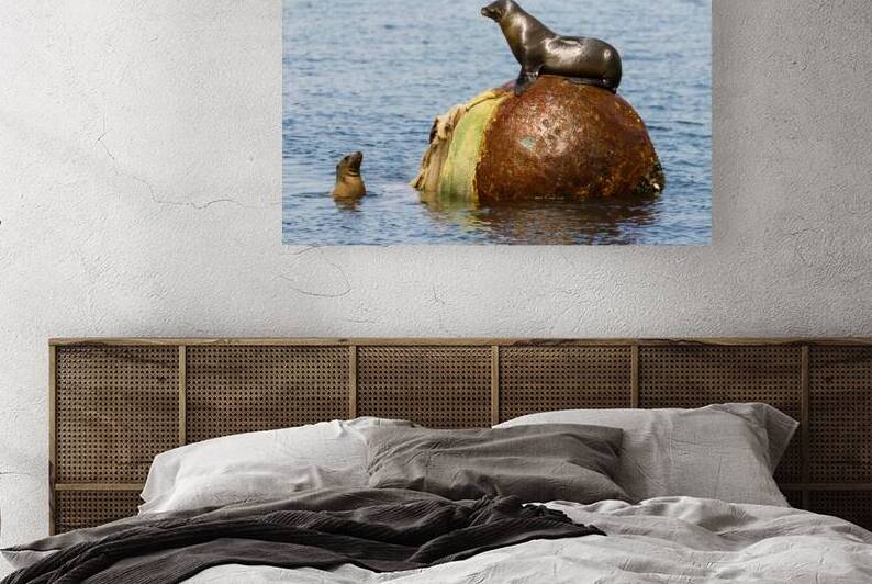 Possession is Nine Tenths - Sea Lions arguing over a buoy in Monterrey Harbor by Mike Lee