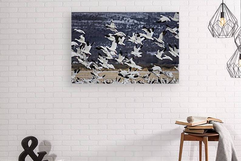Rising Snow - Snow Geese in Lassen County California by Mike Lee