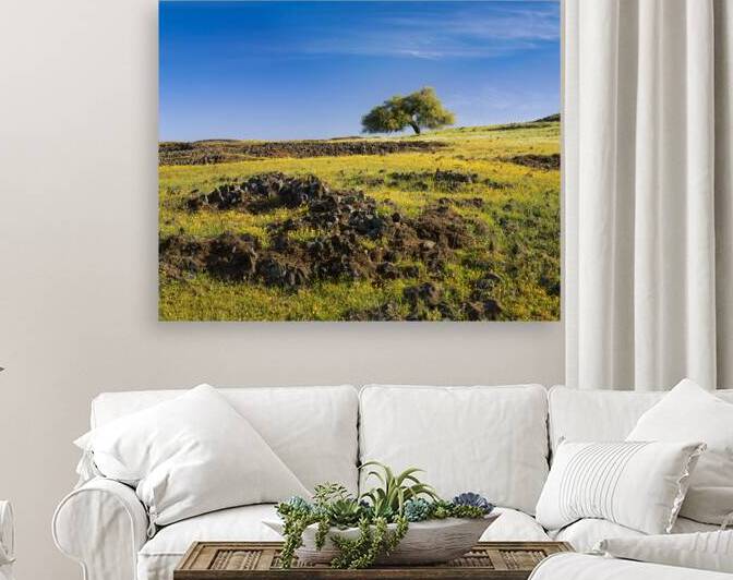 Table Mountain Loan Oak and Wildflowers - Butte County California by Mike Lee